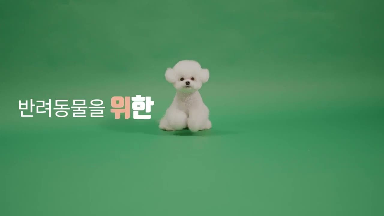 초록 배경에서 원목 프레임 반려동물 침대로 들어가는 비숑