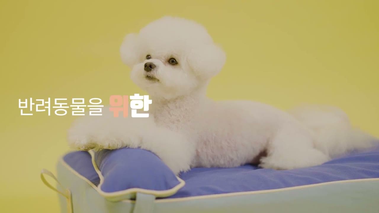 노란 배경에서 매트리스에 엎드려 쉬는 비숑